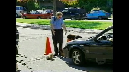 Полицай изритва куче (скрита камера)
