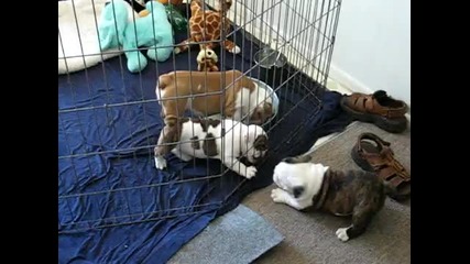 Bulldog Puppies
