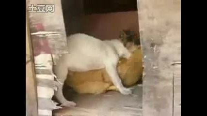 Куче Изнасили Кокошка - Смях
