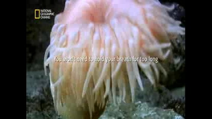 Jogyjogy.com - Видео Подводен свят - National Geographic Channel - Hd видео споделяне2.flv