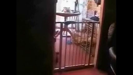 funnycatjump.wmv