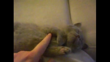 Най - Сладкото Спящо Котенце на Света 