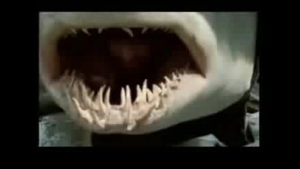 Video Great Mako Shark Attack, Eat And Swa