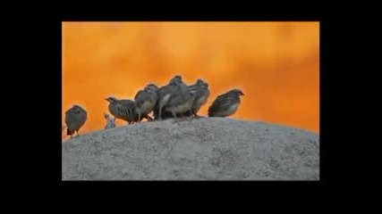Keklik Sesi Dinle Belgesel 2015 Hd
