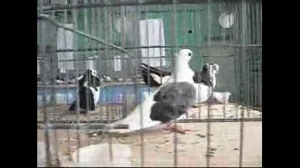 изложбата в перник 