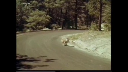 Ласи - Бг Аудио, Епизод (1965) - Lassie спасява живот