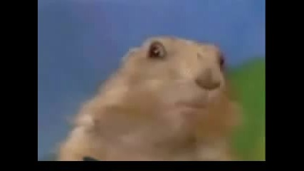Dramatic Chipmunk 2