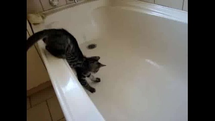 Коте + вана с вода = Смях 