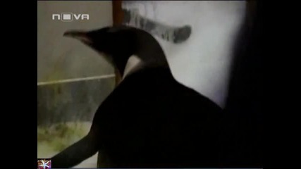 Пингвинът от Веселите крачета се завръща у дома