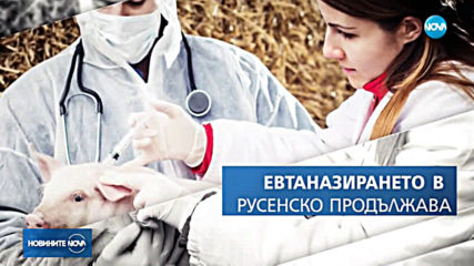 Има ли африканска чума по свинете във Видинско?