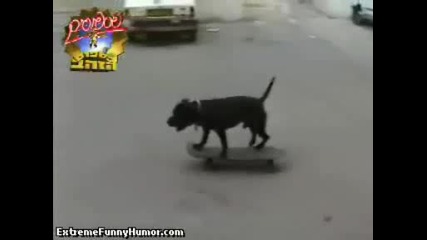 това трябва да се види.куче от което непременно ще се извъди скейтър.