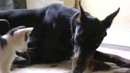 Сладко Коте си Играе с Доберман !