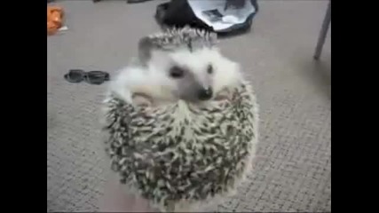 Изключително сладка песничка !!!