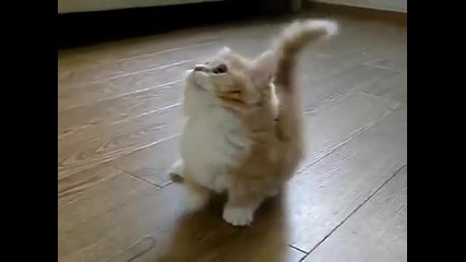 Fluffy Kitten Is Confused!-флъфи кат е объркано!