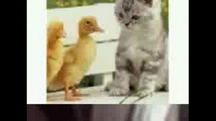 Kotence 2