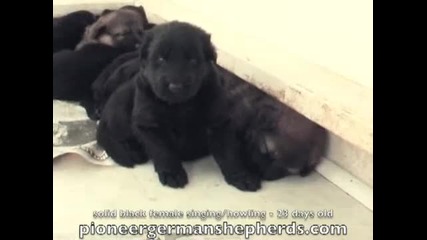 Solid Black German Shepherd Puppy Singing + Howling 23 days
