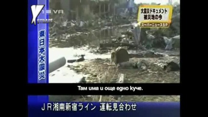 Куче се грижи за другарчето си след опустошителните бедствия в Япония 