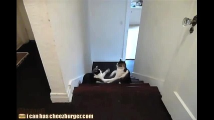 Забавни котки играят бокс - смях!