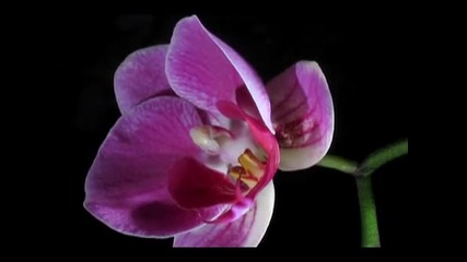 Orchid Time Lapse 1