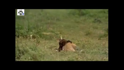 Afrika Serengeti 4. Bolum Izle 2011 Hq