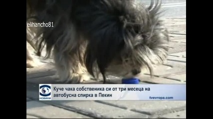 Куче чака собственика си от 3 месеца на автобусна спирка