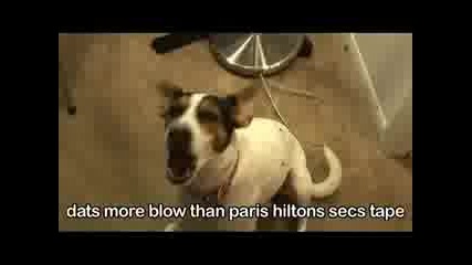 My Dog Can Talk
