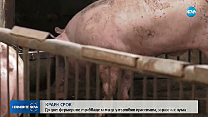 Изтича срокът за доброволно умъртвяване на свинете в Южна България