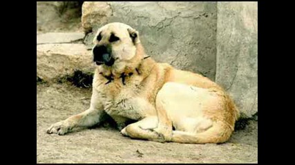 pitbull vs kangal