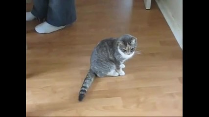 Смях ! Коте излиза от упойка!