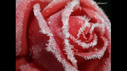 Замръзнала роза... 