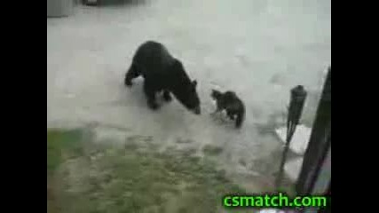 Котка се бие с мечка 