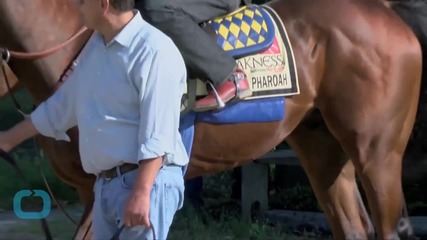 American Pharoah Wins at Preakness to Stay on Course for Triple Crown