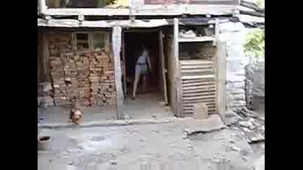 Кокошки2