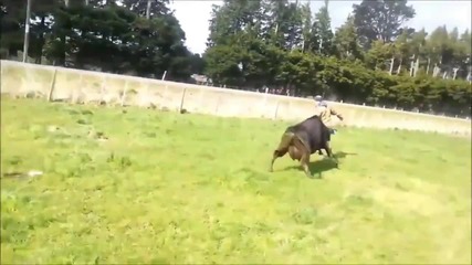 Kрава защитава своето дете