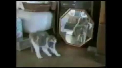 Смешни Котки 