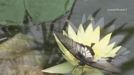 Brian Crain - Butterfly waltz 
