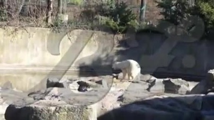 Умря мечето Knut от Берлинския зоопарк 
