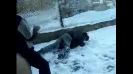 tupaci se biat v snega