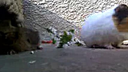 09-04-10_1705.3gp