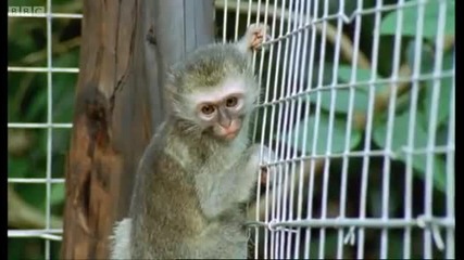 Wounded monkey and baby orphans - Cheeky Monkey - Bbc