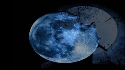 Krokus - Night Wolf