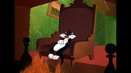 Sylvester - Kit For Cat
