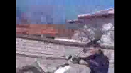 belovica