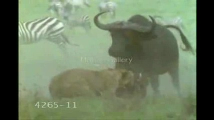 Lions And Tigers New (високо Качество)