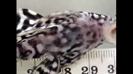 Akvarium - Acistrus