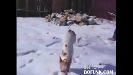 Dog Hates Snow 