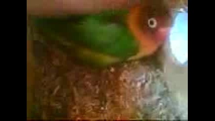 Семейство Чочинкови
