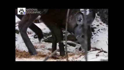 Vahsi Rusya Sibirya 1. Bolum Izle 2011 Hq