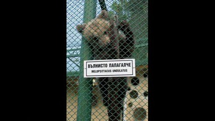 1000 % Смях 