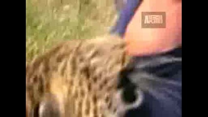Animal Planet - Untamed & Uncut - Атаката на Леопард